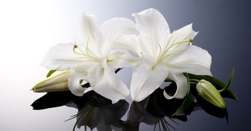 Funeral Gift Ideas - Flowers