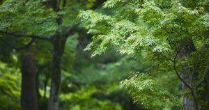 Green Burial