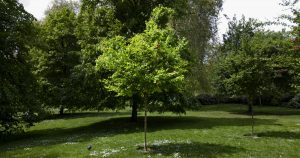 Planting a tree is a great way to memorialize a loved one