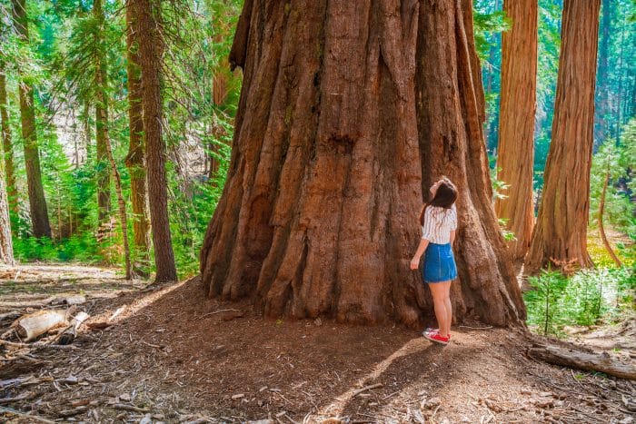 Sequoia National Park Bucket List