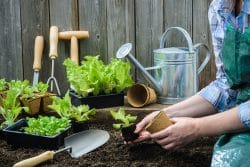 A set of woman's hands tending to plants on a bench covered with gardening tools.